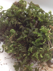 Thamnobryum alleghaniense