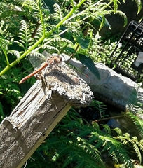Sympetrum meridionale