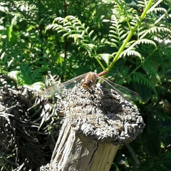 Sympetrum meridionale