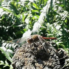 Sympetrum meridionale