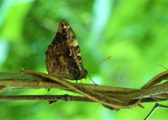 Opsiphanes quiteria
