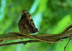 Opsiphanes quiteria