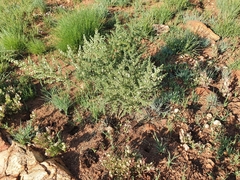 Asparagus flavicaulis