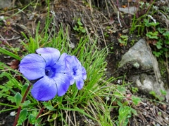 Cyananthus lobatus