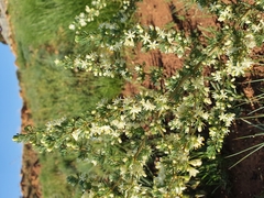 Asparagus flavicaulis