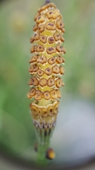 Equisetum ramosissimum