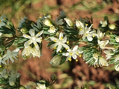Asparagus flavicaulis