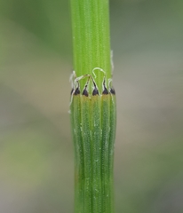 Equisetum ramosissimum