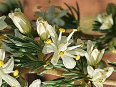 Asparagus flavicaulis