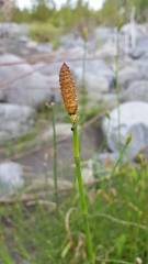Equisetum ramosissimum