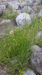 Equisetum ramosissimum