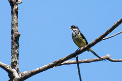 Phibalura flavirostris