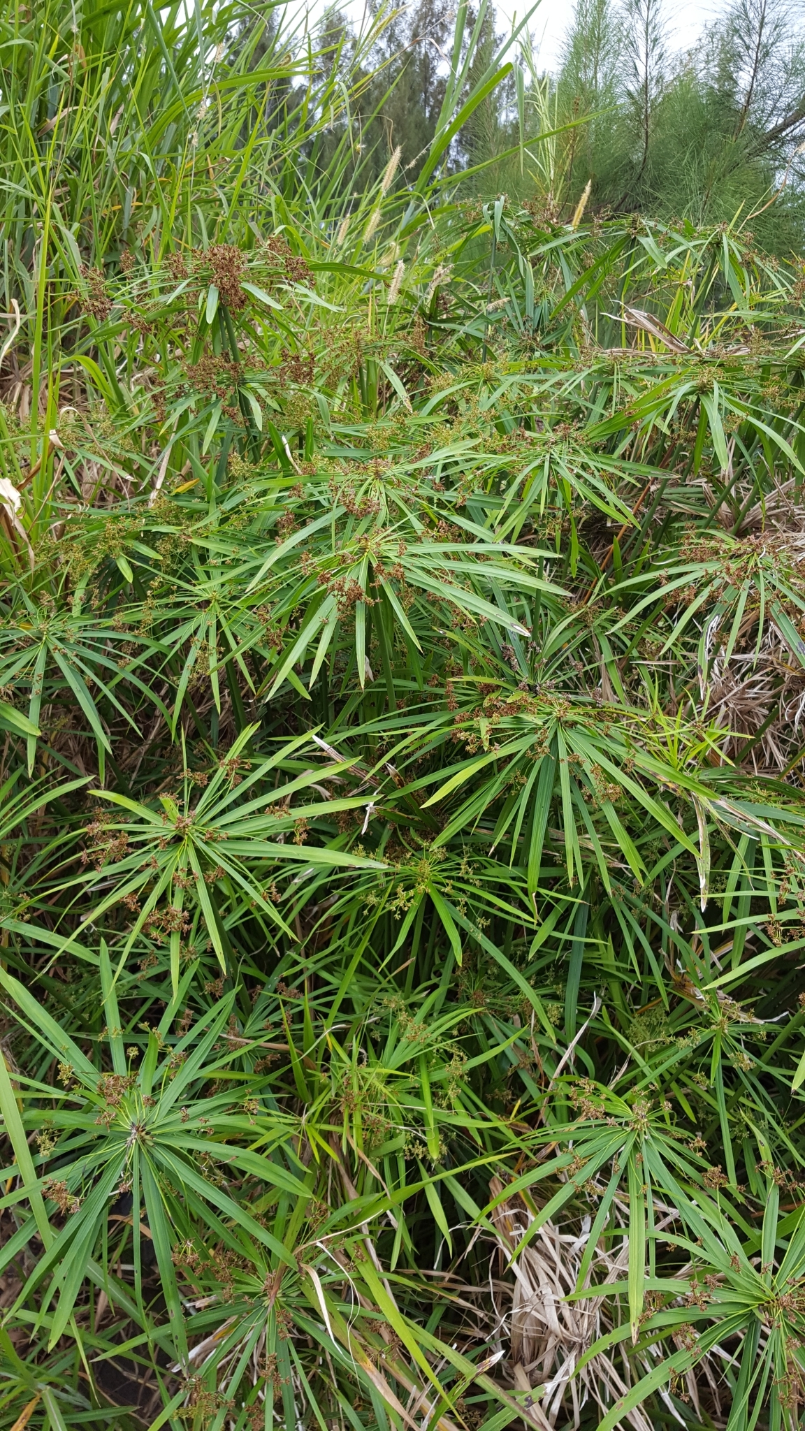 (c) François Rousseu, certains droits réservés (CC BY-NC) https://www.inaturalist.org/observations/100521986