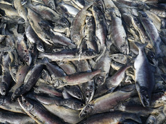 Oncorhynchus gorbuscha