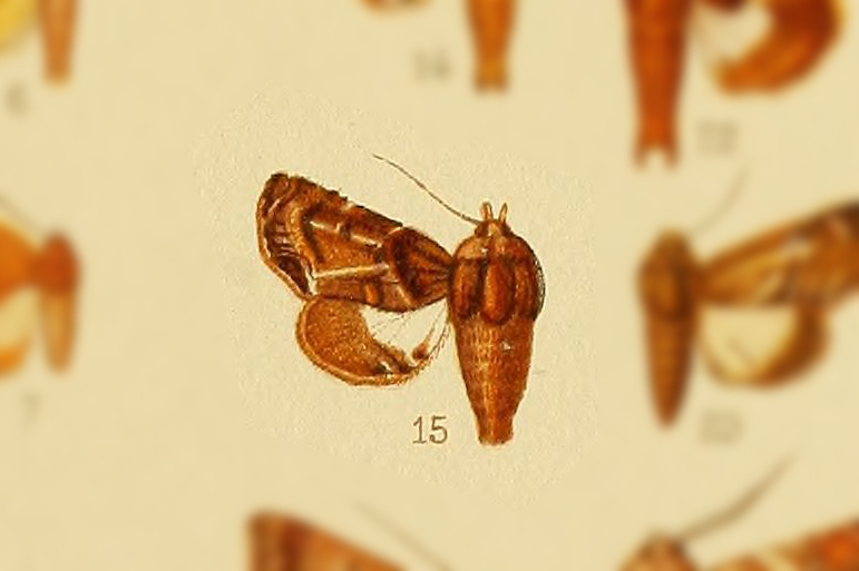 Penicillaria lineatrix