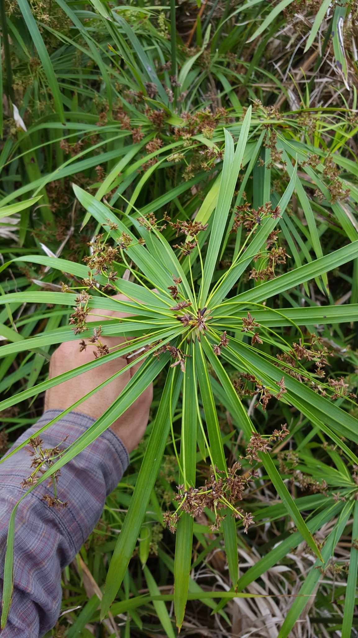 (c) François Rousseu, certains droits réservés (CC BY-NC) https://www.inaturalist.org/observations/100521986