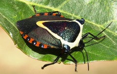 Ramosiana insignis