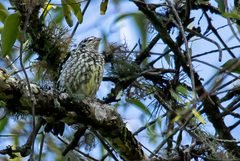 Phibalura flavirostris