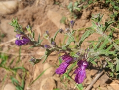 Teucrium botrys