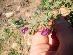 Teucrium botrys