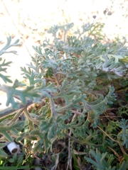 Teucrium botrys