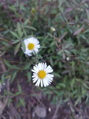 Erigeron karvinskianus image