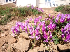 Astragalus onobrychis