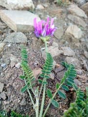 Astragalus onobrychis