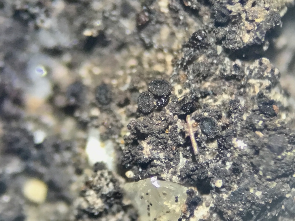 Placynthiella hyporhoda