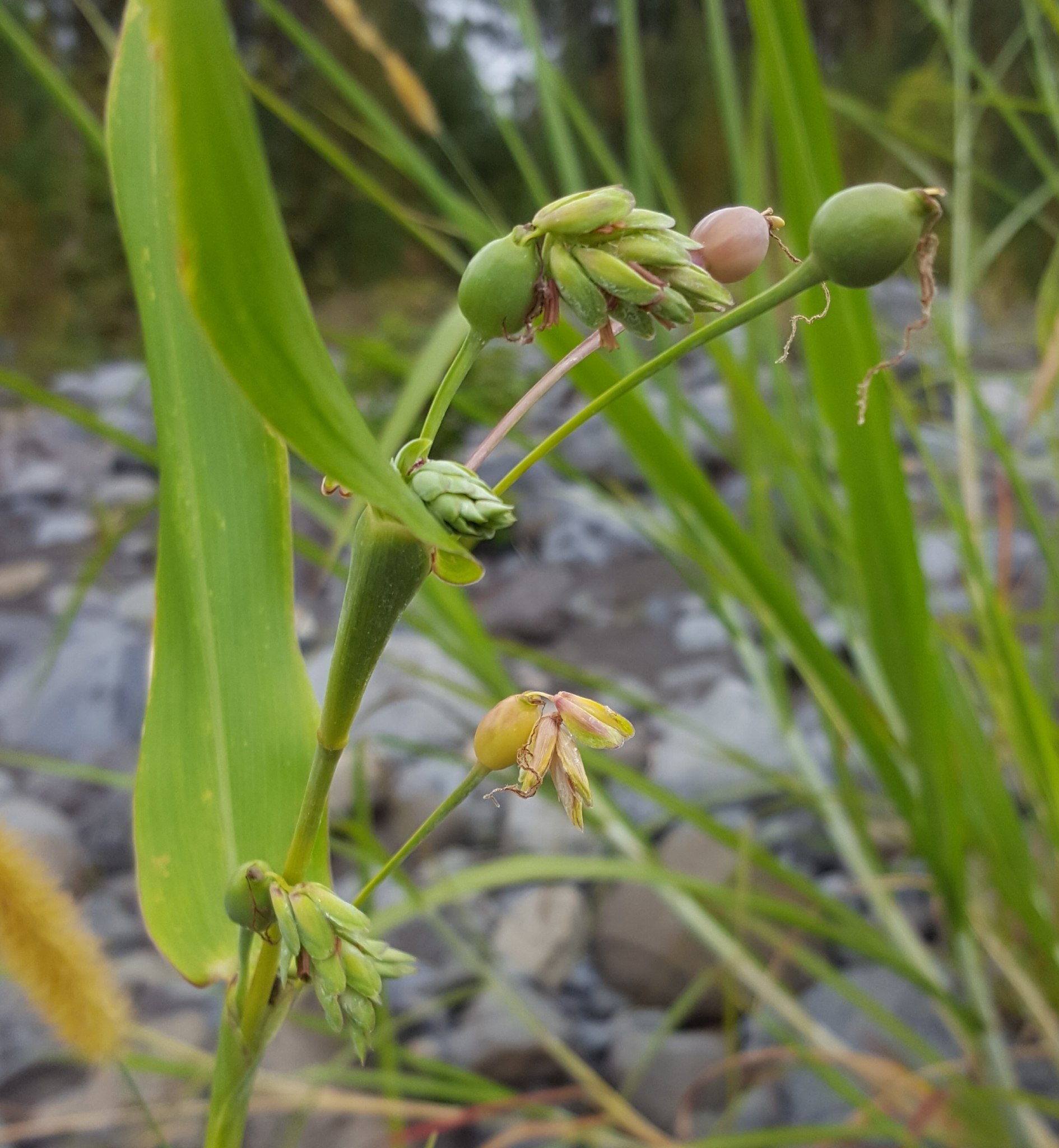 (c) François Rousseu, certains droits réservés (CC BY-NC) https://www.inaturalist.org/observations/100522411