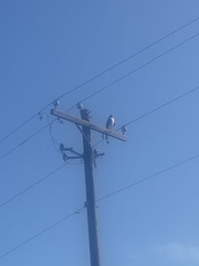 Geranoaetus albicaudatus