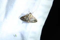 Diaphania costaricalis