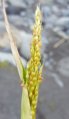 Sorghum arundinaceum