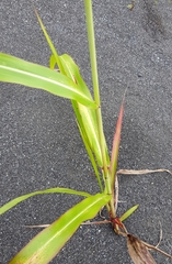 Sorghum arundinaceum