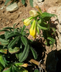 Onosma tricerosperma