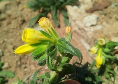 Onosma tricerosperma