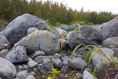 Sorghum arundinaceum