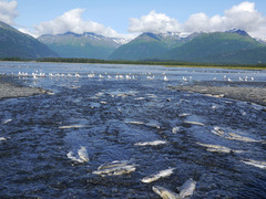 Oncorhynchus gorbuscha