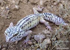Iraqui Eyelid Gecko photo 3