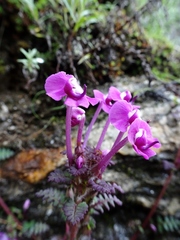 Pedicularis siphonantha