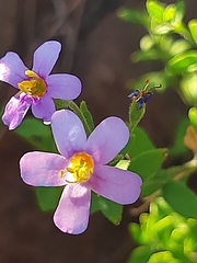 Chaenostoma pauciflorum