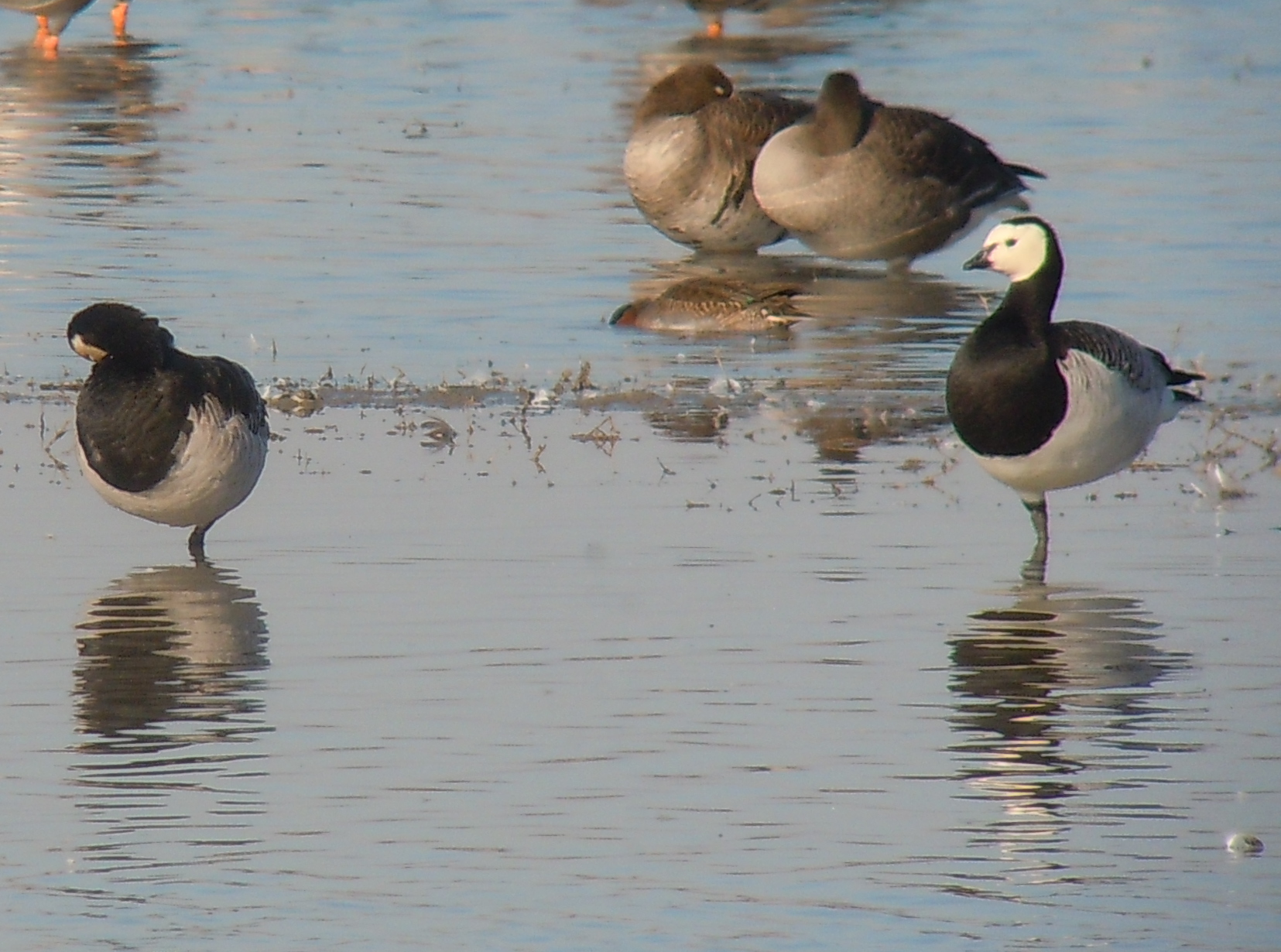 Barnacle Goose