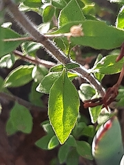 Chaenostoma pauciflorum