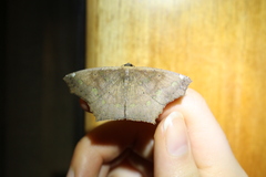 Paragonia cruraria