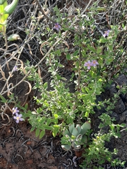 Chaenostoma pauciflorum