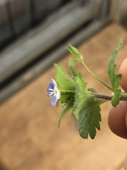 Veronica persica