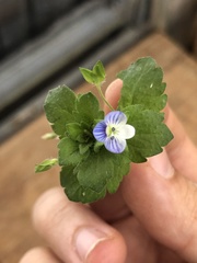 Veronica persica