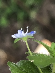 Veronica persica
