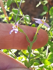 Chaenostoma pauciflorum