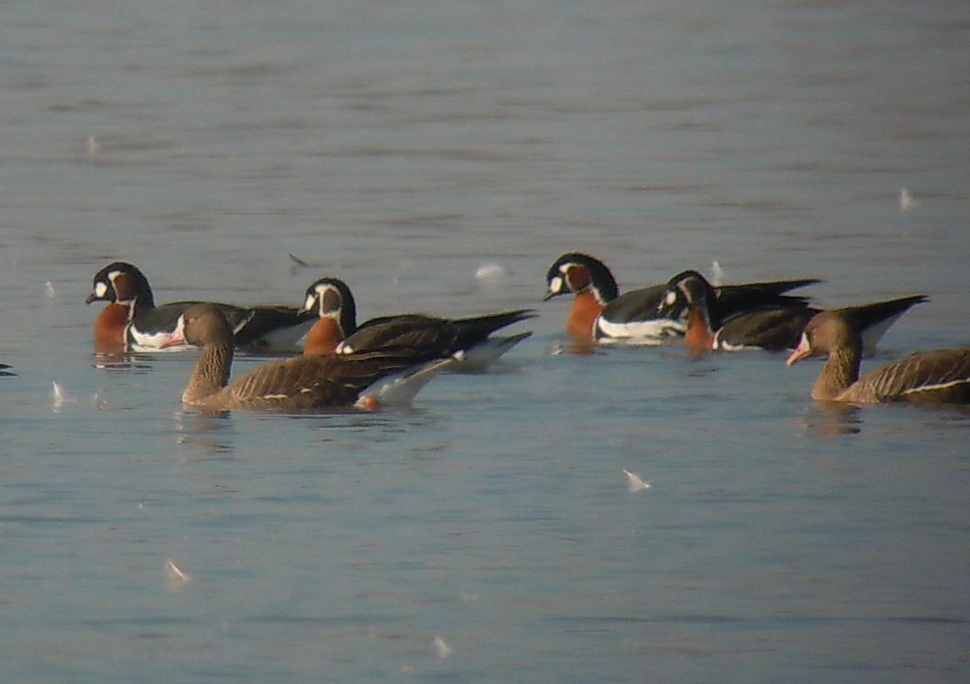 Red-breasted Goose